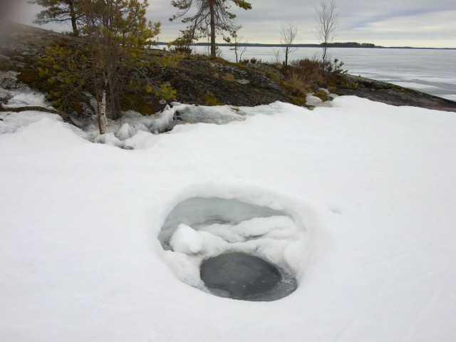 Saimaannorpan makuupesä Puruvedellä perjantaina 15. huhtikuuta. Tänä keväänä saatiin ennätysmäärä kuutteja, mutta Puruveden alueelta niitä ei toiveista huolimatta löydetty. (Kuva Jouni Koskela)