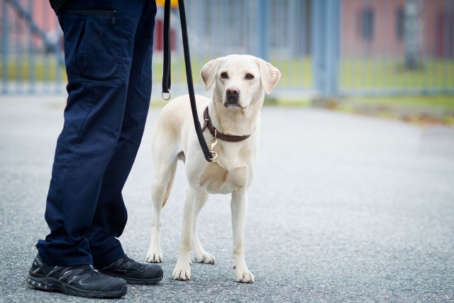 Vuoden Vankilakoira 2016 on labradorinnoutaja Bono ”Swat”. Kuva: Kennelliitto/Jukka Pätynen.