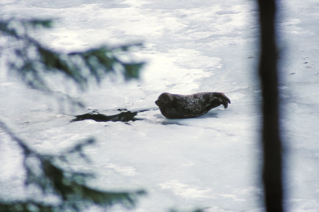 Ministeri Essayah vastasi kyselytunnilla norpansuojelukysymykseen - "Kaikkein tehokkainta suojelua ovat ympärivuotiset rajoitukset sekä aluelaajennukset"